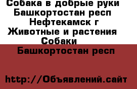 Собака в добрые руки - Башкортостан респ., Нефтекамск г. Животные и растения » Собаки   . Башкортостан респ.